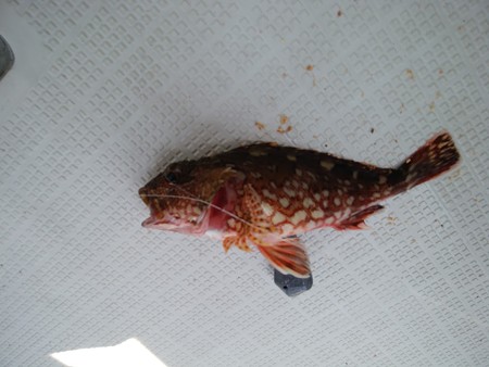 Marbled rockfish