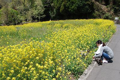 菜の花