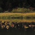 草紅葉輝く