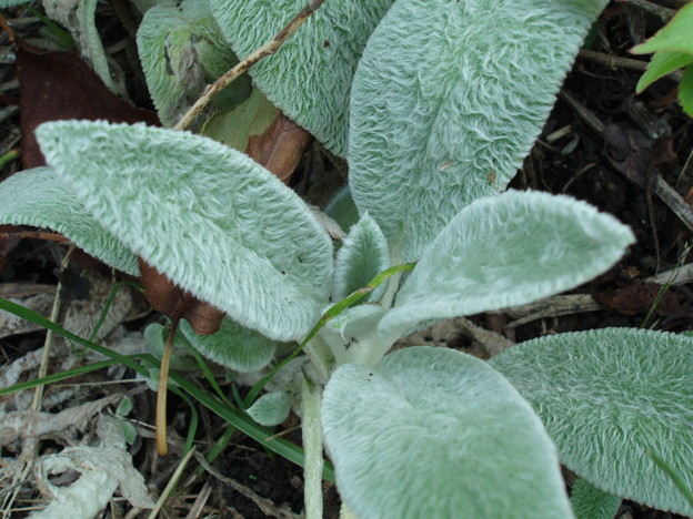 P7290608
