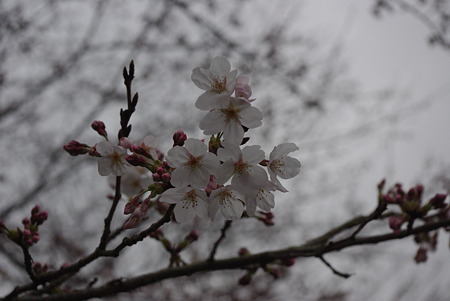 20100320桜開花01