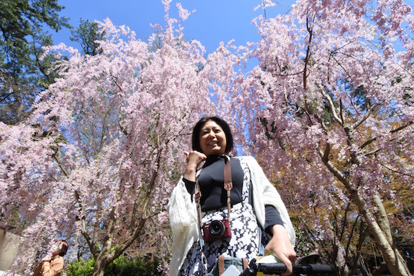 まるでアバターのエイワの木のように神秘的な美しさのしだれ桜