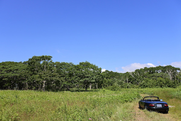 広い空の下に広がる緑の大地