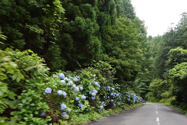 8月下旬に紫陽花が咲き誇る紫陽花ロード 8月下旬に紫陽花が咲き誇る紫陽花ロード