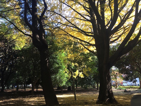 木漏れ日の眩しい代々木公園
