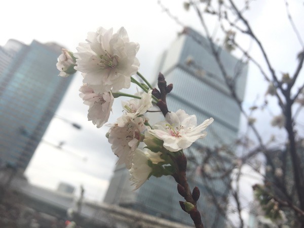 赤坂で見かけた咲いている花、桜ですよね