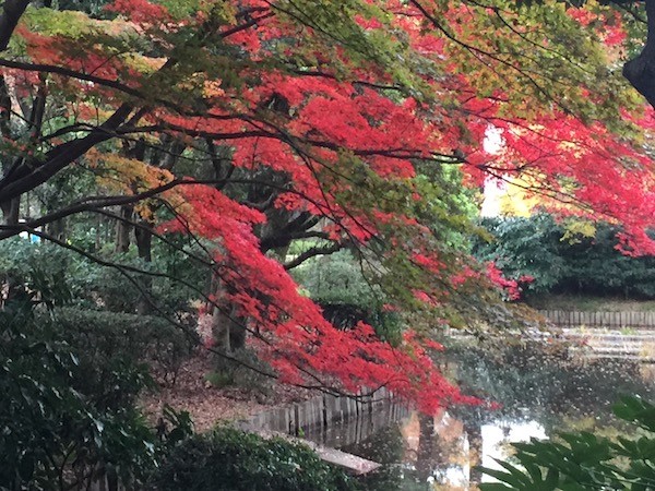 北の丸公園の紅葉