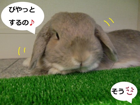 ぴやっと4