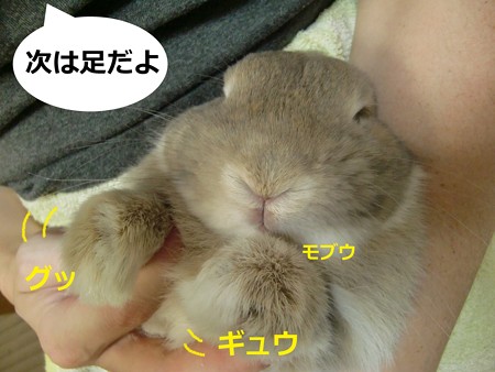 爪切り4