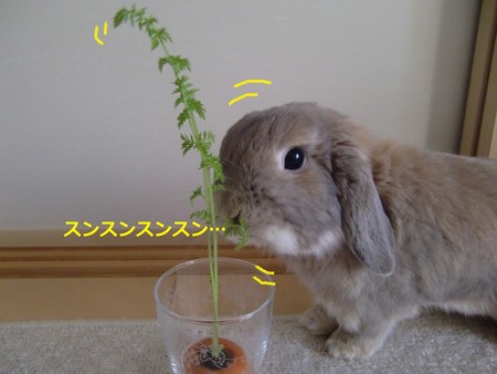 にんじん4