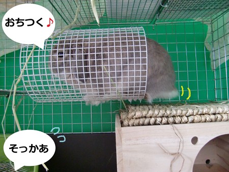 ぺろ7