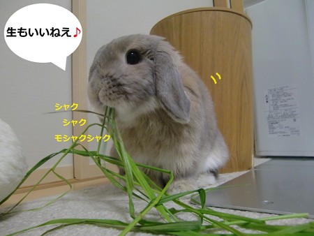 お土産4