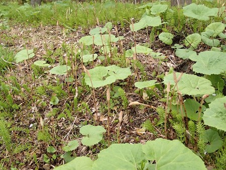 28 GW 秋田 湯の沢温泉 農村環境改善C 8