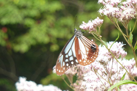 P1130665