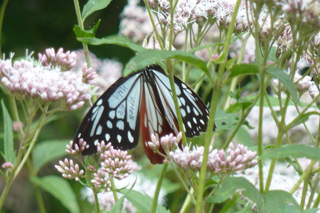 P1130681
