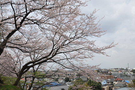 桜 2010 秋葉台公園 01