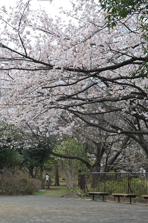 桜 2010 秋葉台公園 02