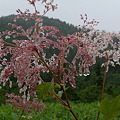 雨に打たれるシモツケソウ