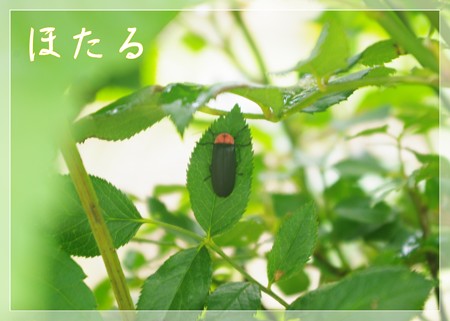 IMGP9747