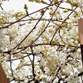 2018-04大阪造幣局、◆桜の通り抜け◆