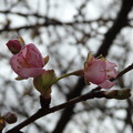 Photos: 河津桜