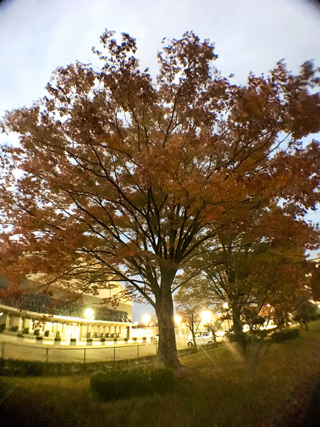 広角レンズ付けて撮影した紅葉した木 - 7