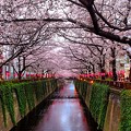 Photos: 目黒川の桜