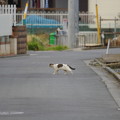 Photos: 猫歩き