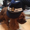 Photos: 【特典】僕のキャバリア犬が海軍士官の第一種戦闘帽を被っています。
