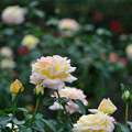 Photos: 【花菜ガーデンの薔薇(ピース)】2