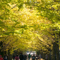 昭和記念公園～かたらいのイチョウ並木(2)