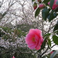 Photos: 椿と桜と
