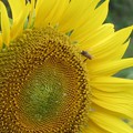 Photos: 蜂は花の蜜を集めて蜂蜜にする