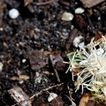 Photos: Fallen Lychee Flowers 5-23-16