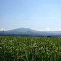 Photos: 田園と八甲田山