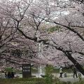 Photos: 悲劇の桜