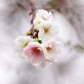 冬桜１