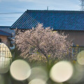 Photos: 田舎の冬桜