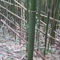 節が長い竹