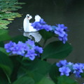 紫陽花と白鳥（1）　踊り子のように＾＾