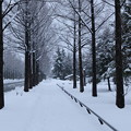 雪の並木道　メタセコイア