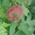 Photos: 赤く熟れたフウセンカズラの実にオレンジ色の甲虫